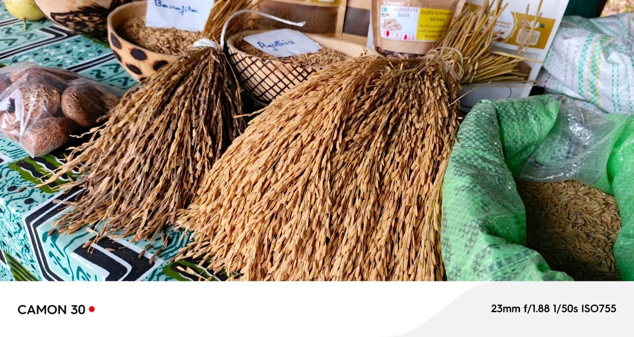 CASAMANCE - Image 2